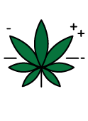 dried cannabis flower