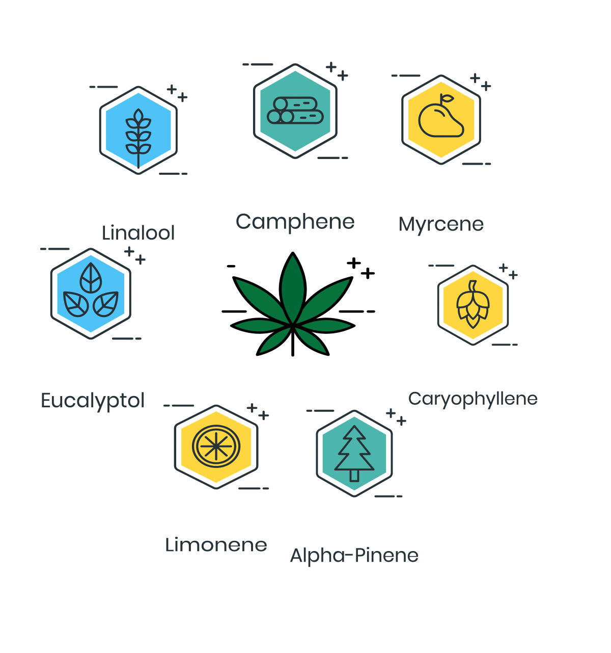 Cannabis Plant Anatomy 101 Due North Cannabis