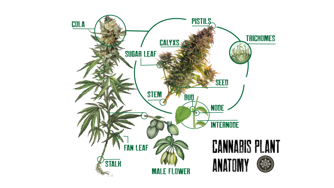 Cannabis Plant Anatomy 101 - Due North Cannabis