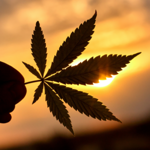 Cannabis leaf in a sunset